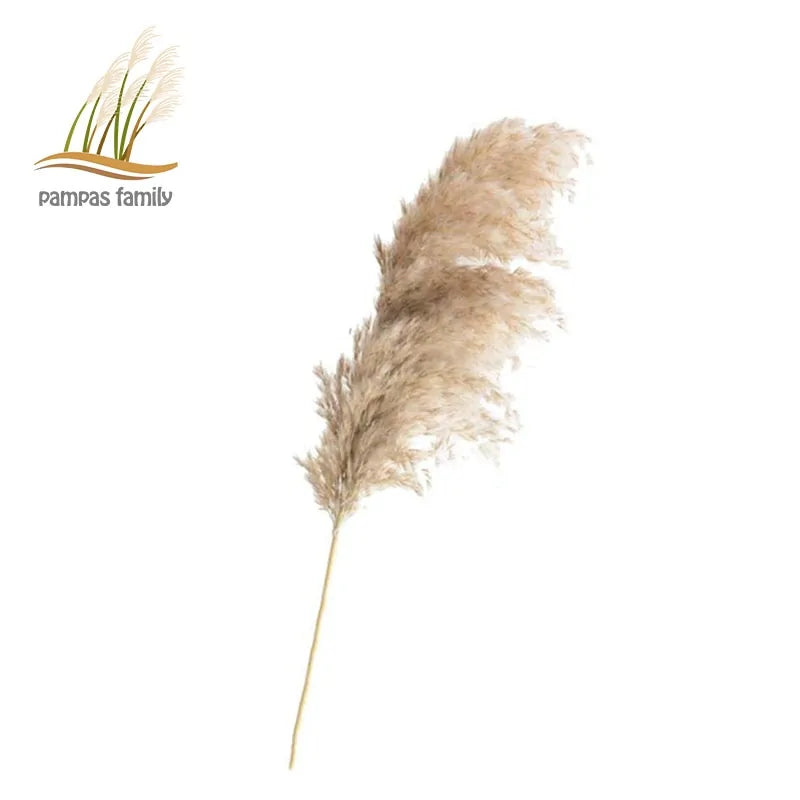 Dried Pampas Grass Home Decor Plant - WanderMart Co.