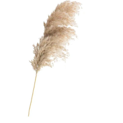 Dried Pampas Grass Home Decor Plant - WanderMart Co.