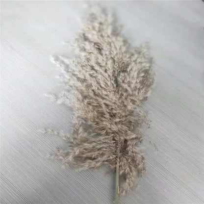 Dried Pampas Grass Home Decor Plant - WanderMart Co.