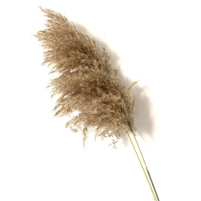 Dried Pampas Grass Home Decor Plant - WanderMart Co.